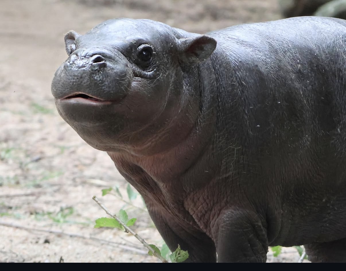 Mars the hippo smirking